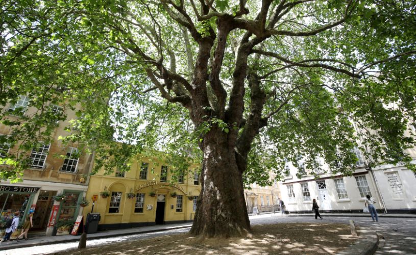 London Plane in Abbey Green